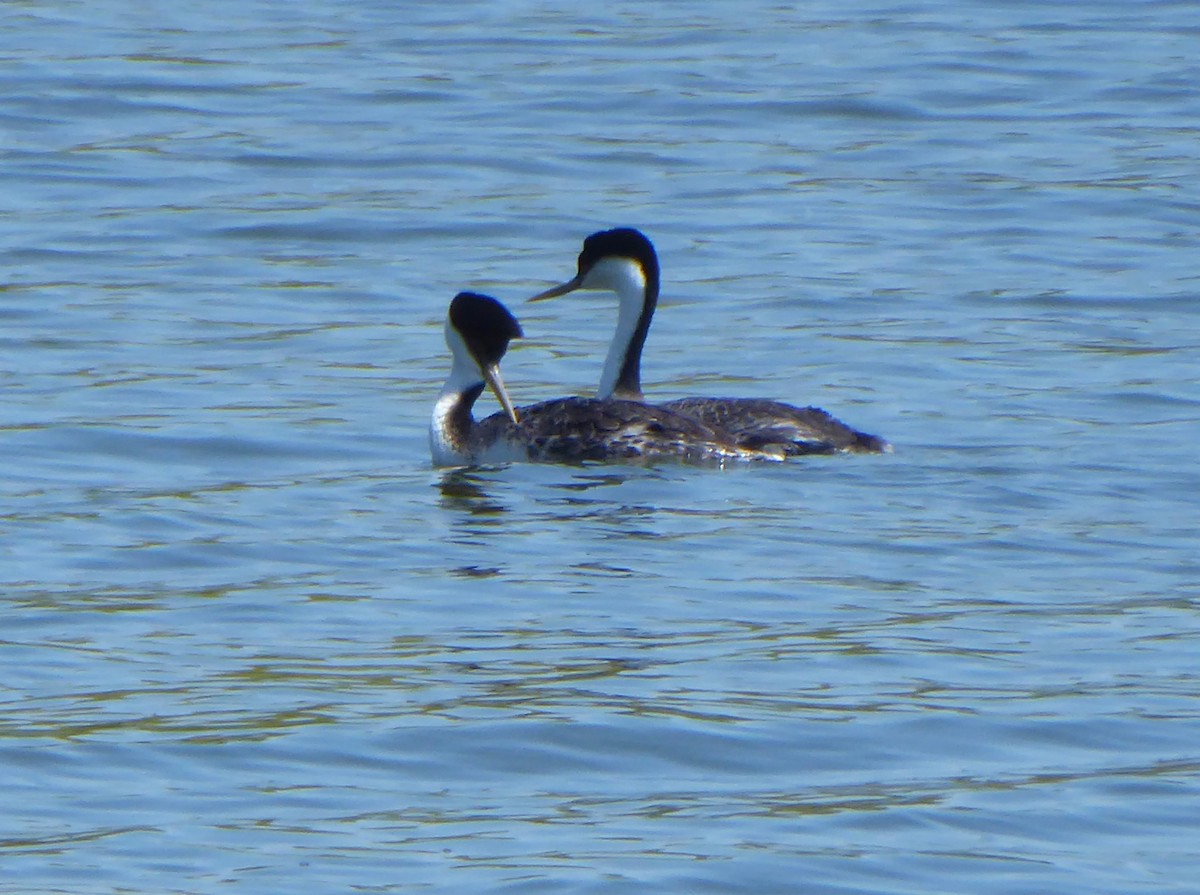 Western Grebe - ML618297979