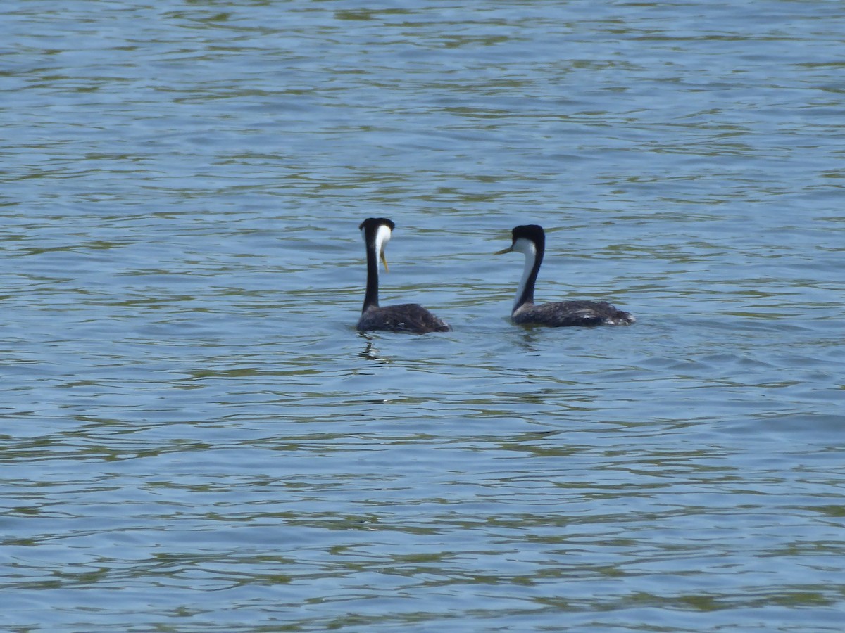 Western Grebe - Lindsay Fitch