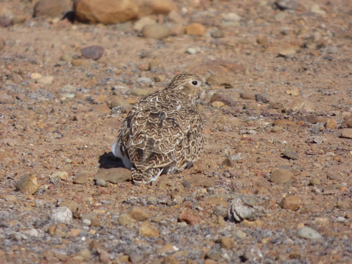 Least Seedsnipe - ML618297994