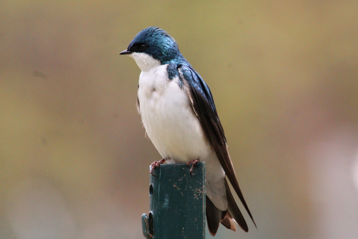 Tree Swallow - James Teitgen