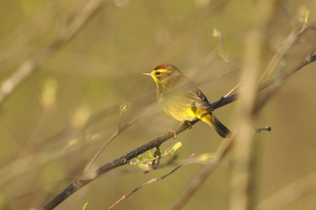 Palm Warbler - Jerry Hiam