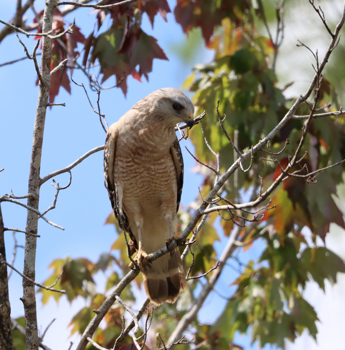 Red-shouldered Hawk - ML618298033