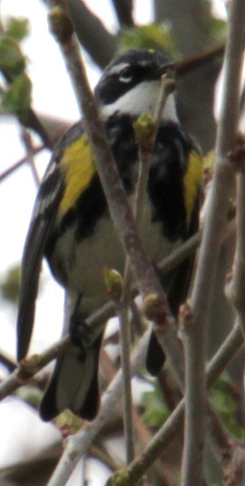 Yellow-rumped Warbler (Myrtle) - ML618298050