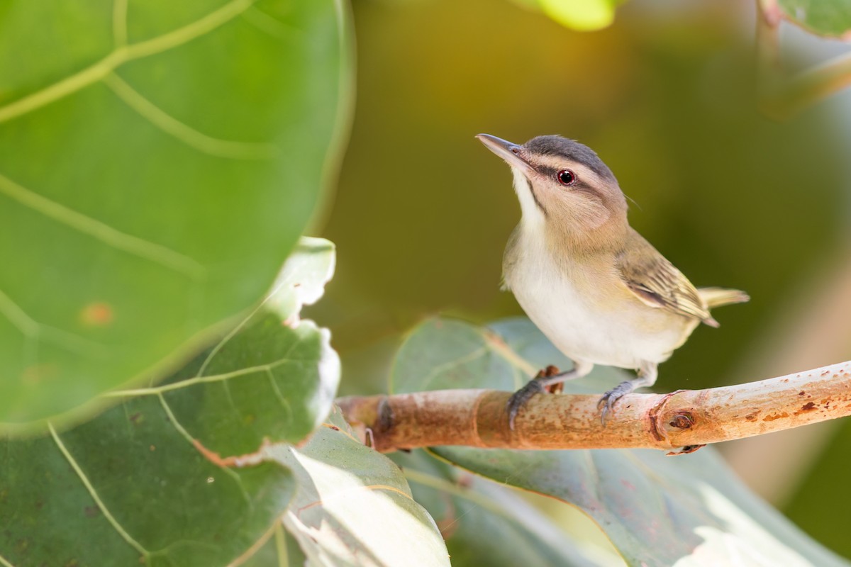Black-whiskered Vireo - ML618298057