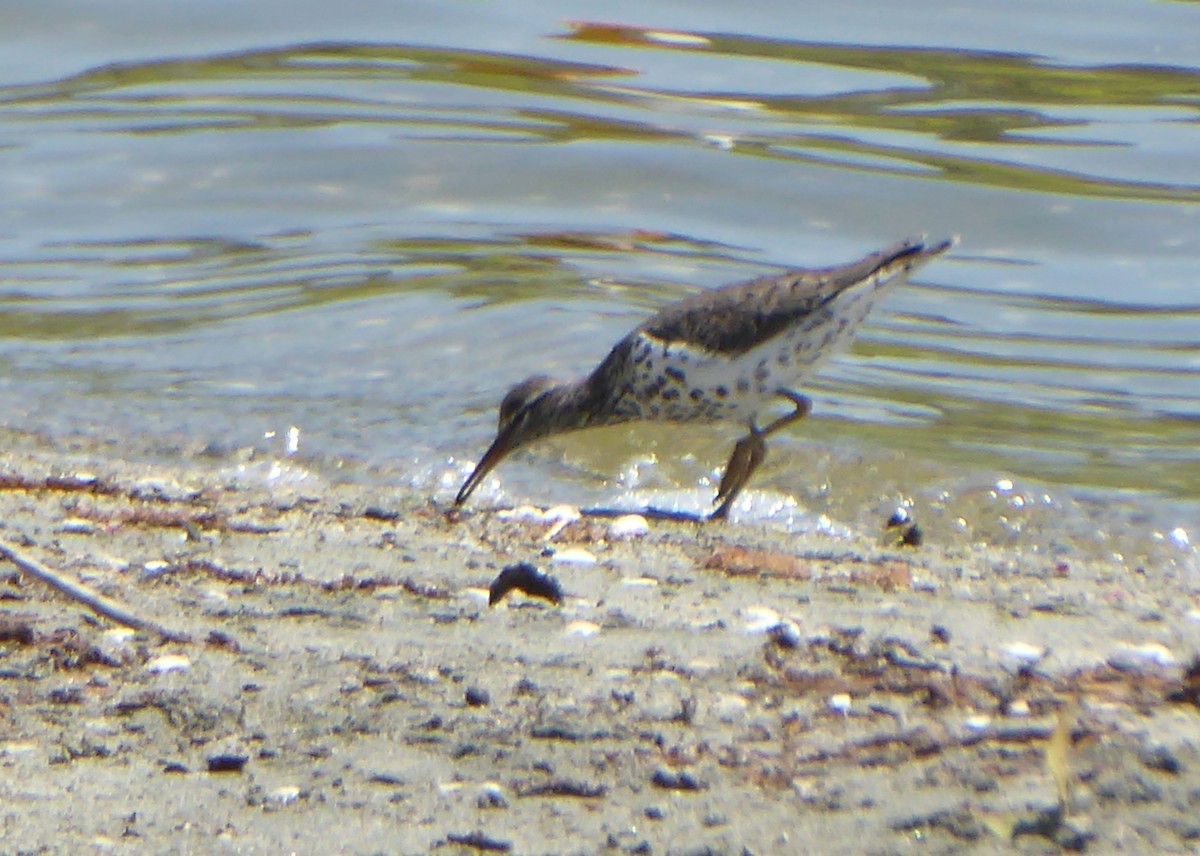 Spotted Sandpiper - Lindsay Fitch