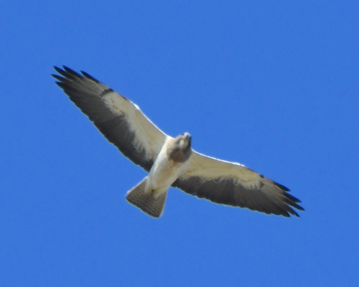 Swainson's Hawk - Ted Wolff