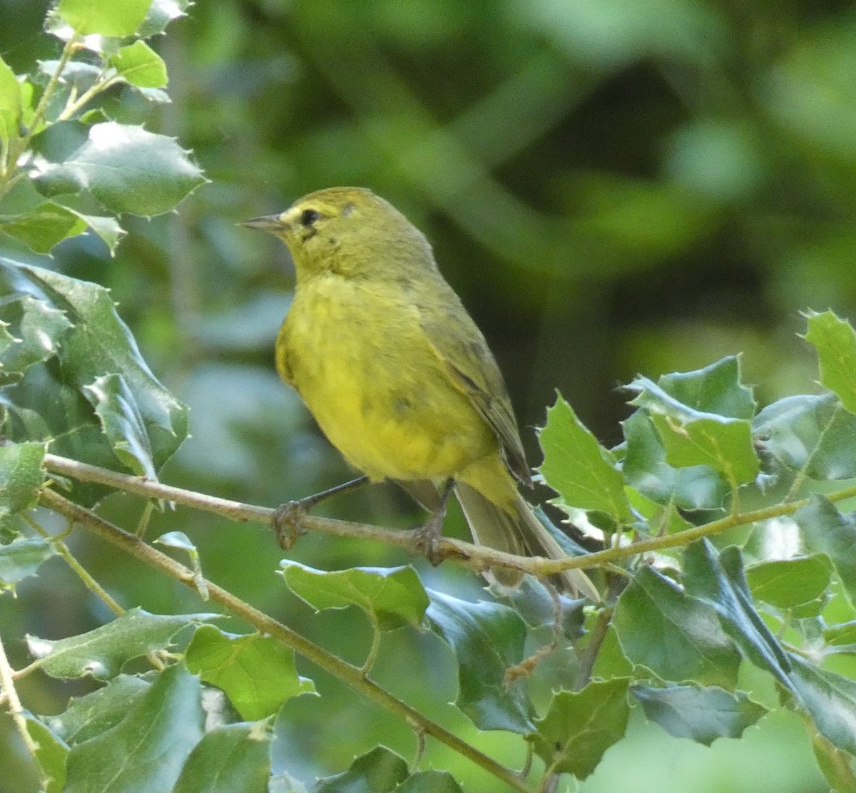 Orange-crowned Warbler - Libby Patten