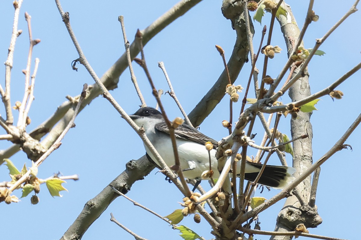 Eastern Kingbird - ML618298076