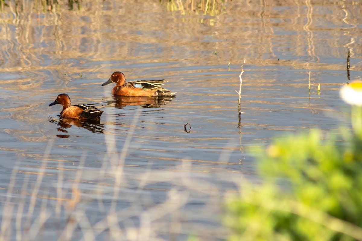 Cinnamon Teal - ML618298078