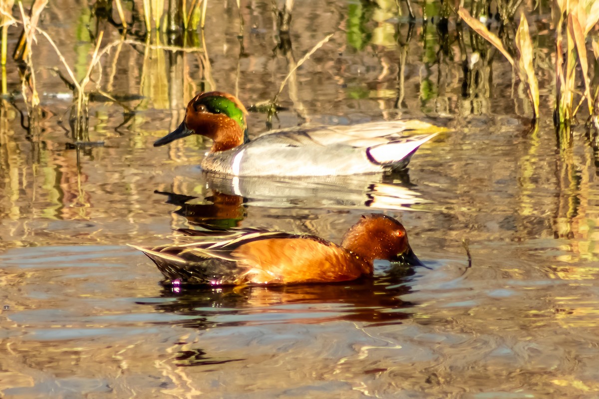 Cinnamon Teal - ML618298080