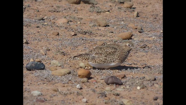 Least Seedsnipe - ML618298086