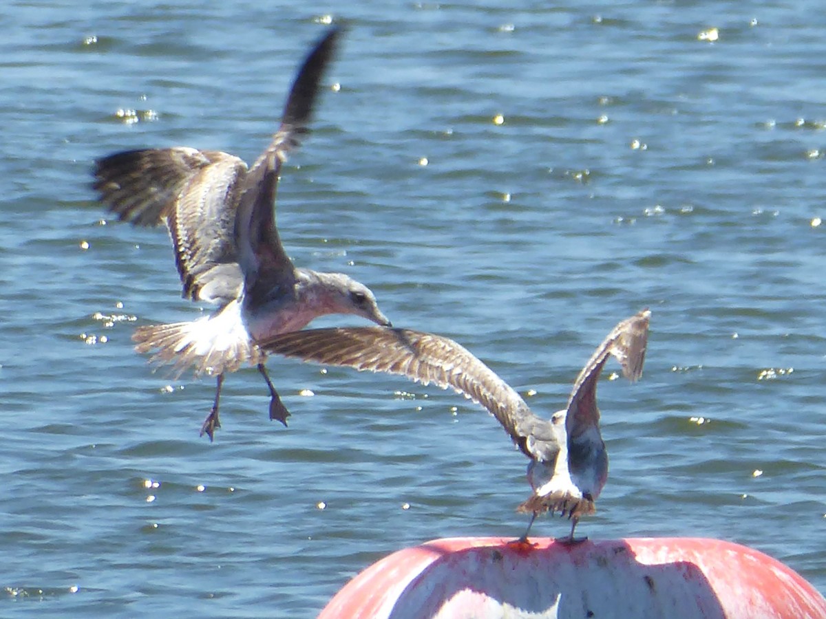 gull sp. - ML618298090