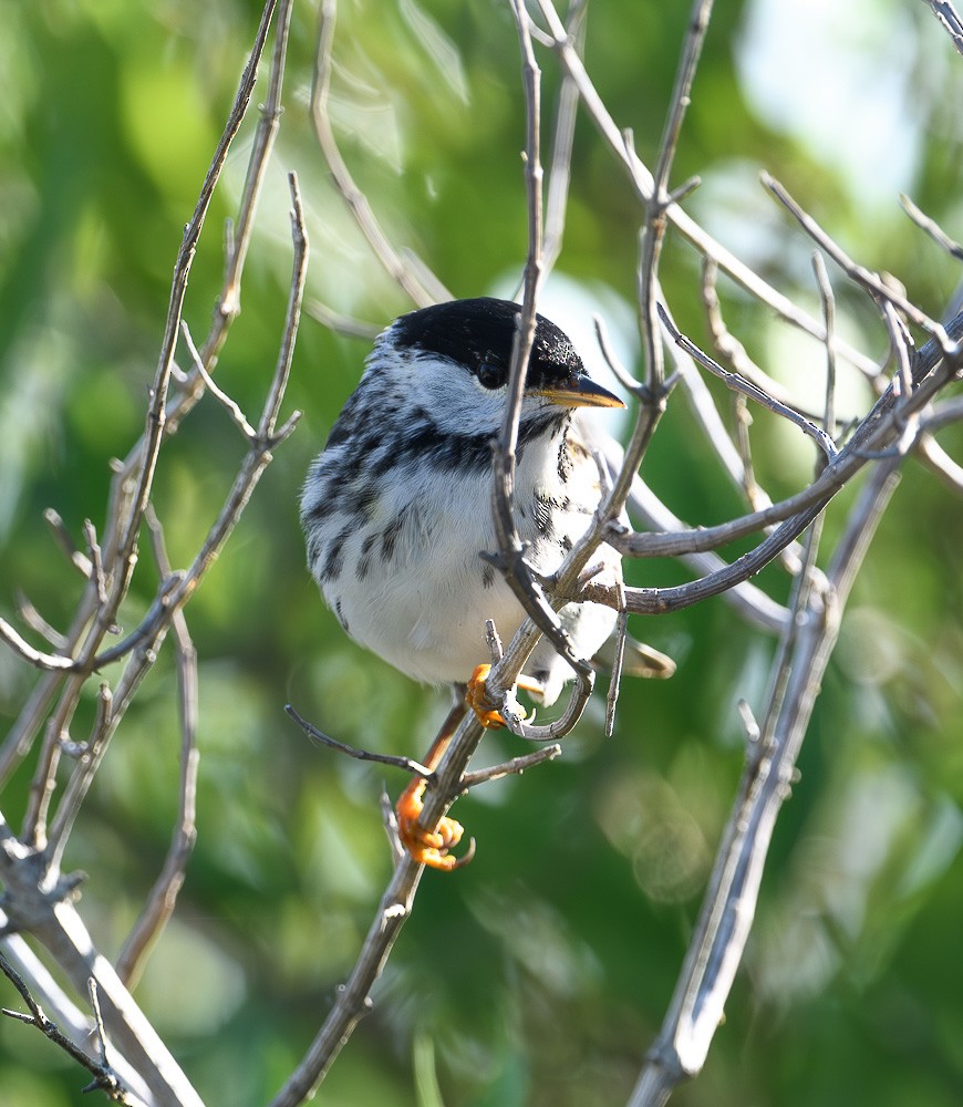 Blackpoll Warbler - Jose-Miguel Ponciano