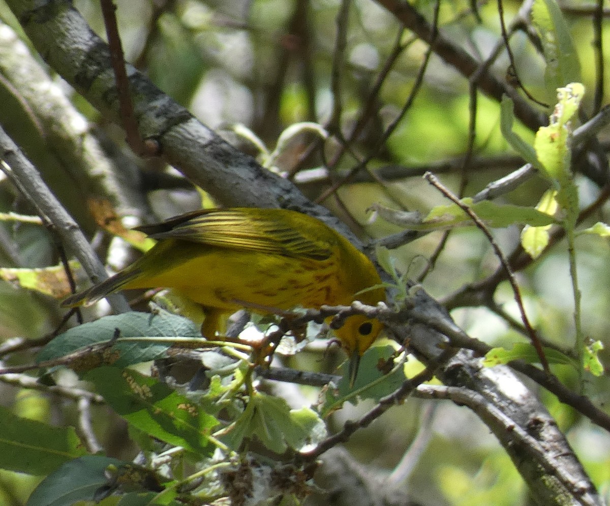 Yellow Warbler - ML618298114