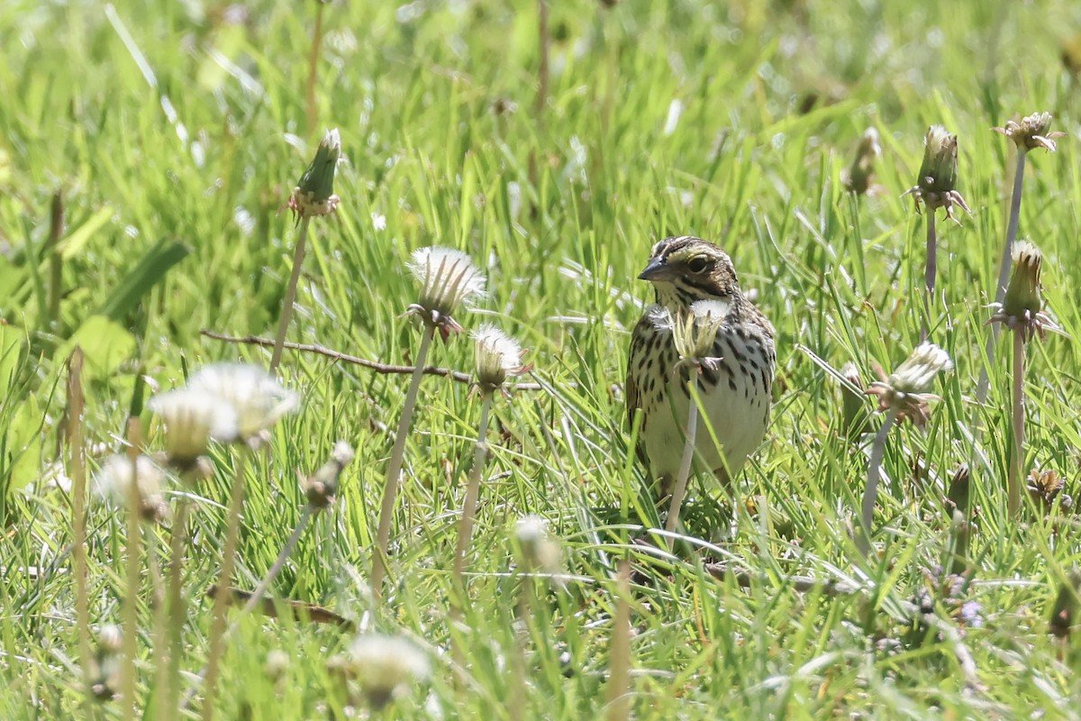 Savannah Sparrow - ML618298119