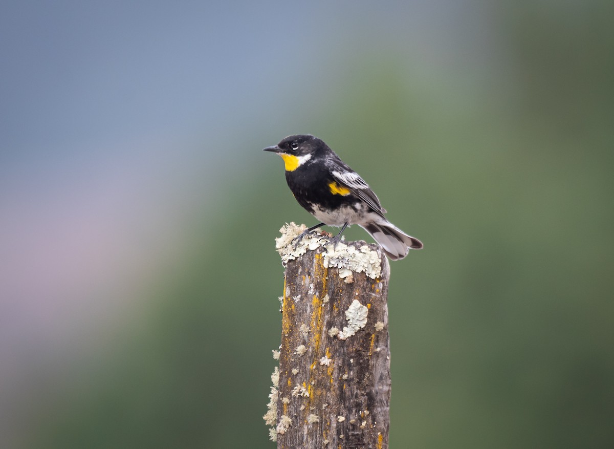 Yellow-rumped Warbler (Goldman's) - ML618298130