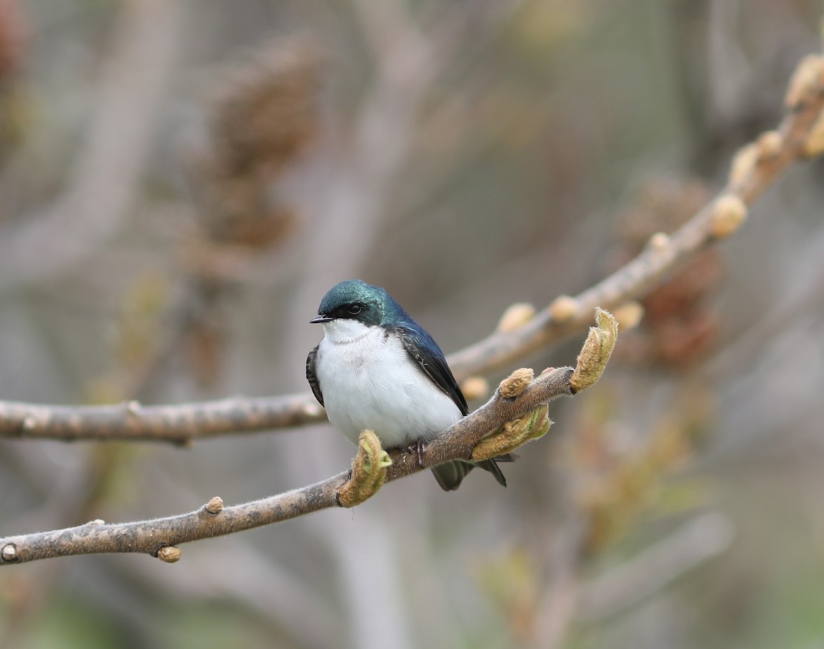 Tree Swallow - ML618298141