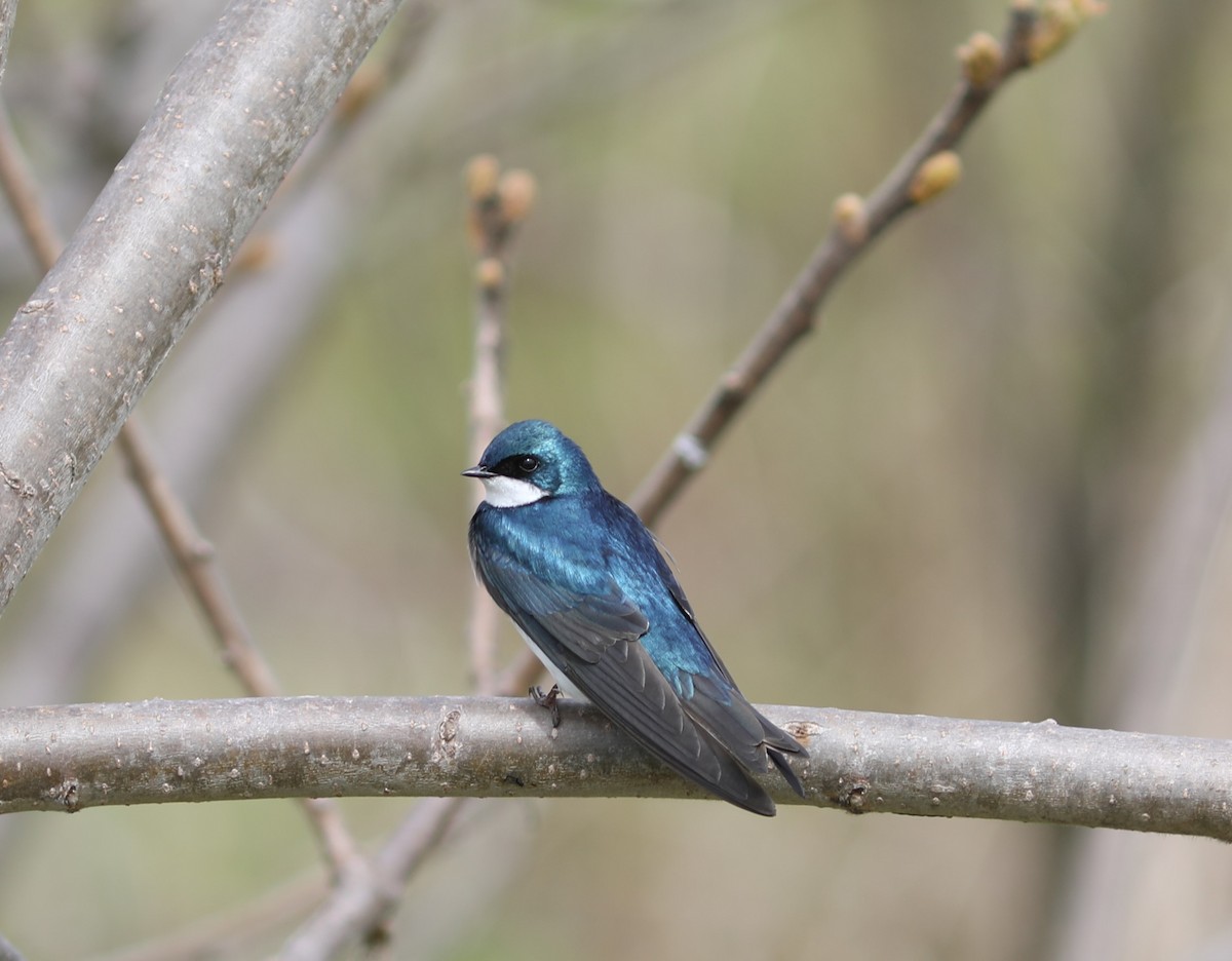 Golondrina Bicolor - ML618298143