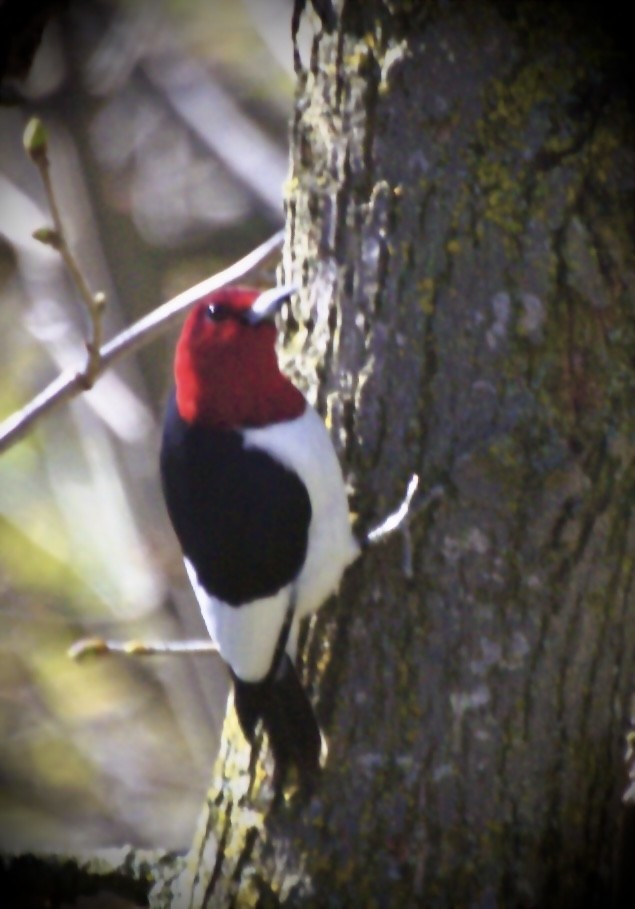 Red-headed Woodpecker - Dorothy Jayne