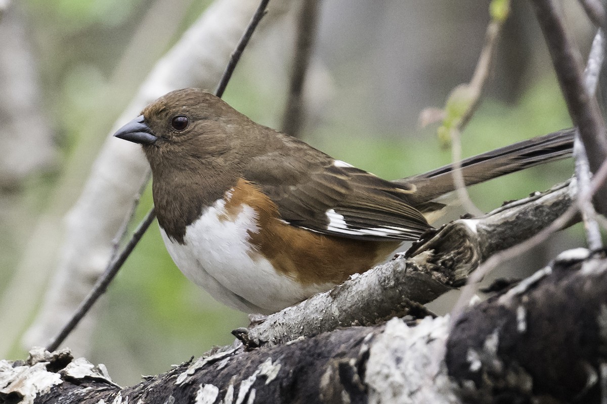 Eastern Towhee - Stan Deutsch