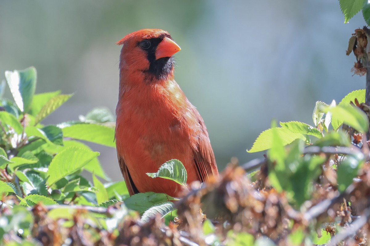 Cardinal rouge - ML618298171