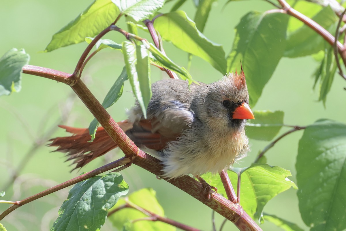 Cardinal rouge - ML618298172