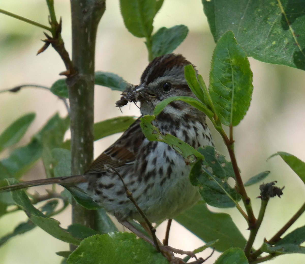 Song Sparrow - ML618298183