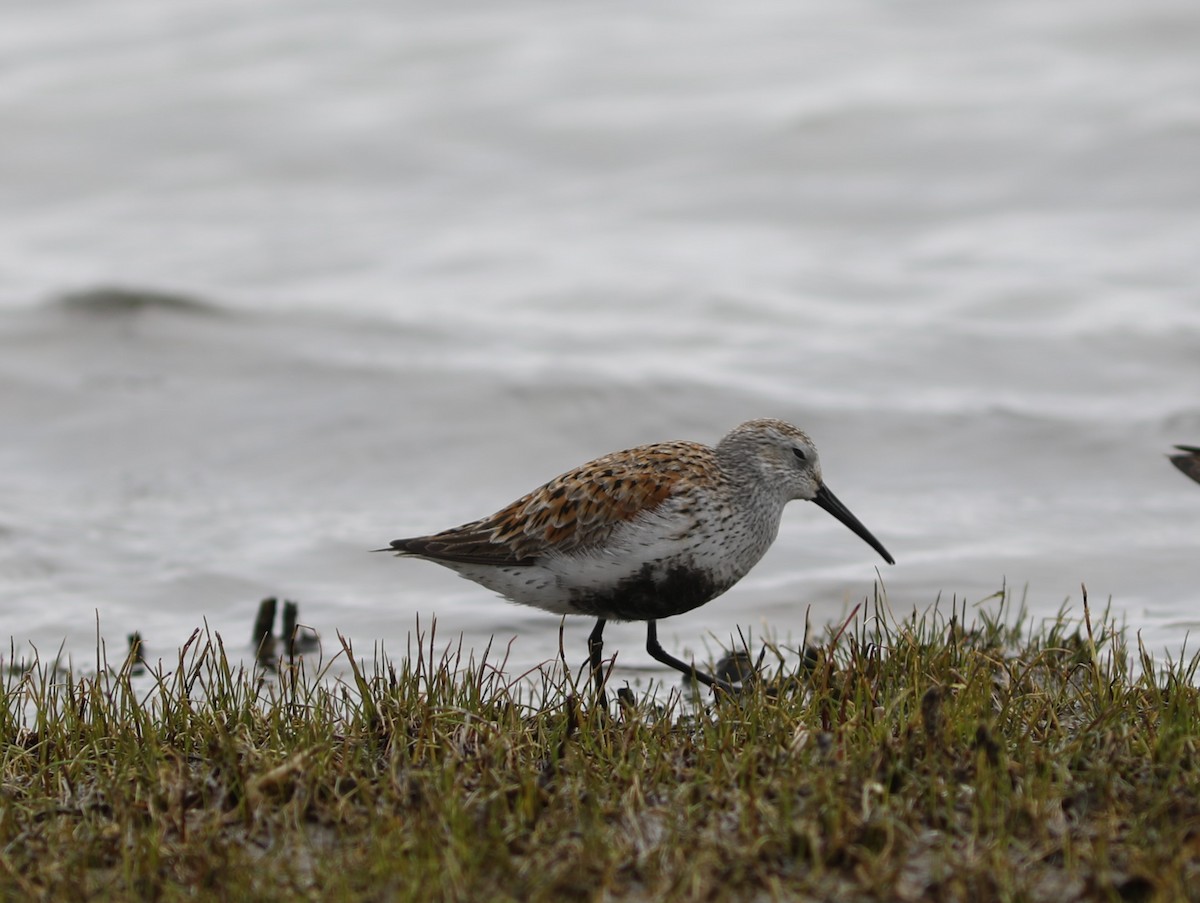 Dunlin - ML618298191