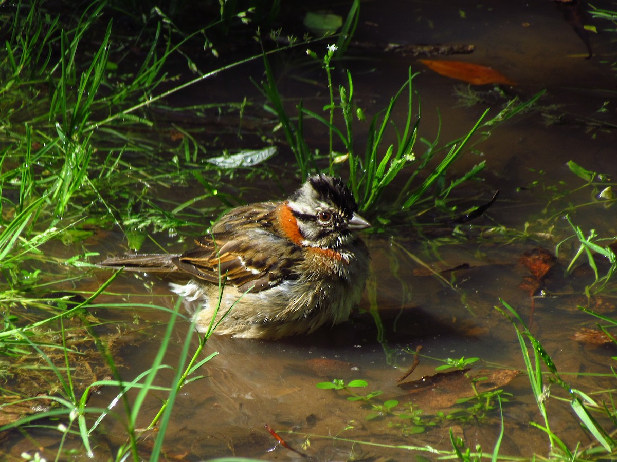 Rufous-collared Sparrow - Alvaro Perez Tort