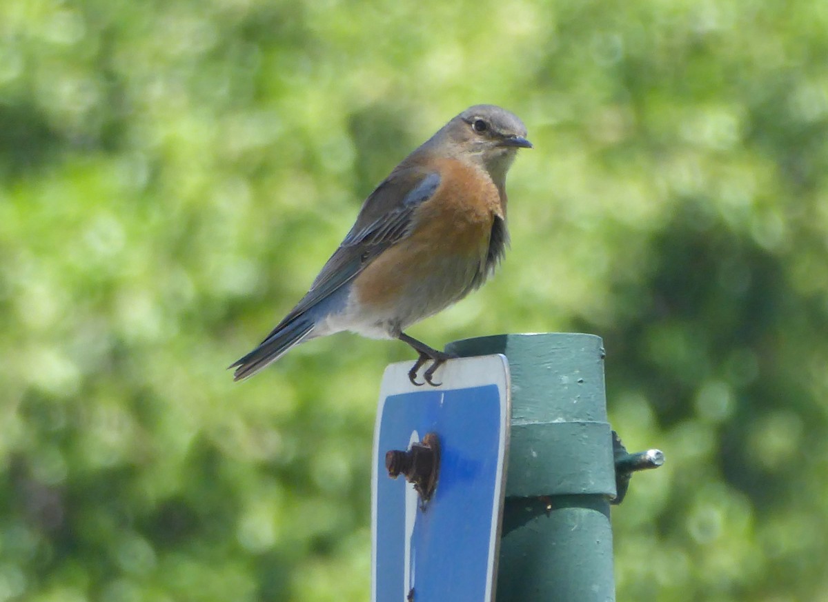 Western Bluebird - ML618298215