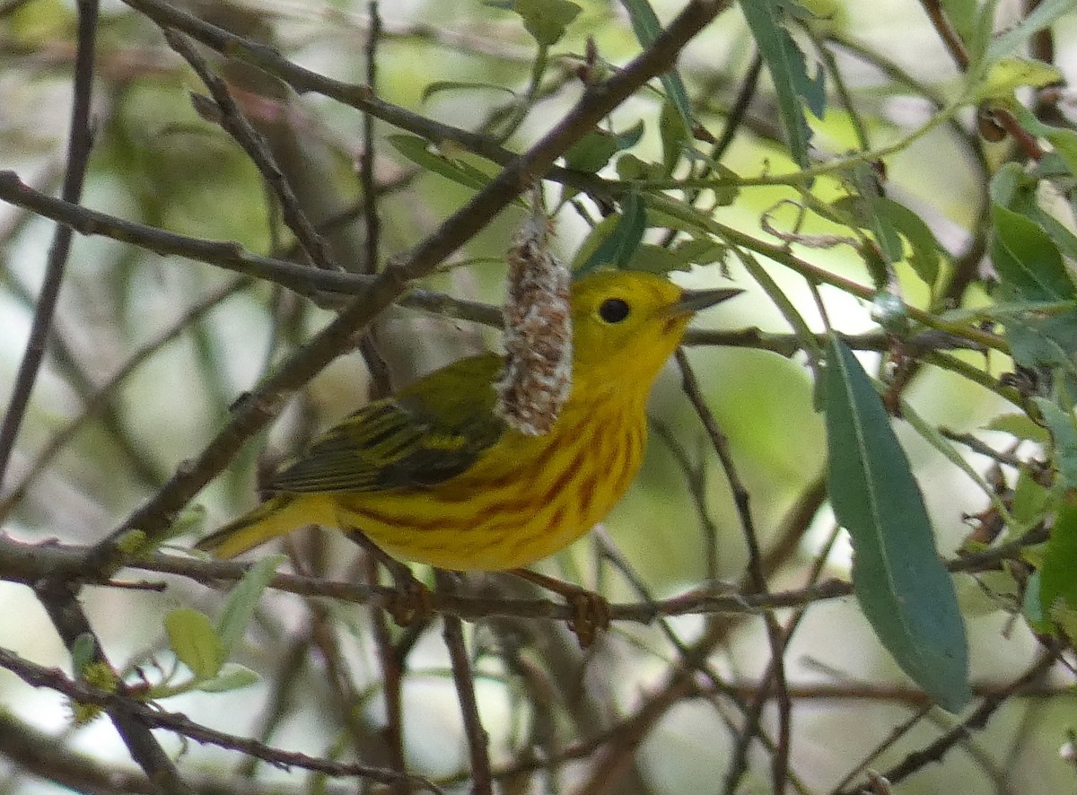 Paruline jaune - ML618298220