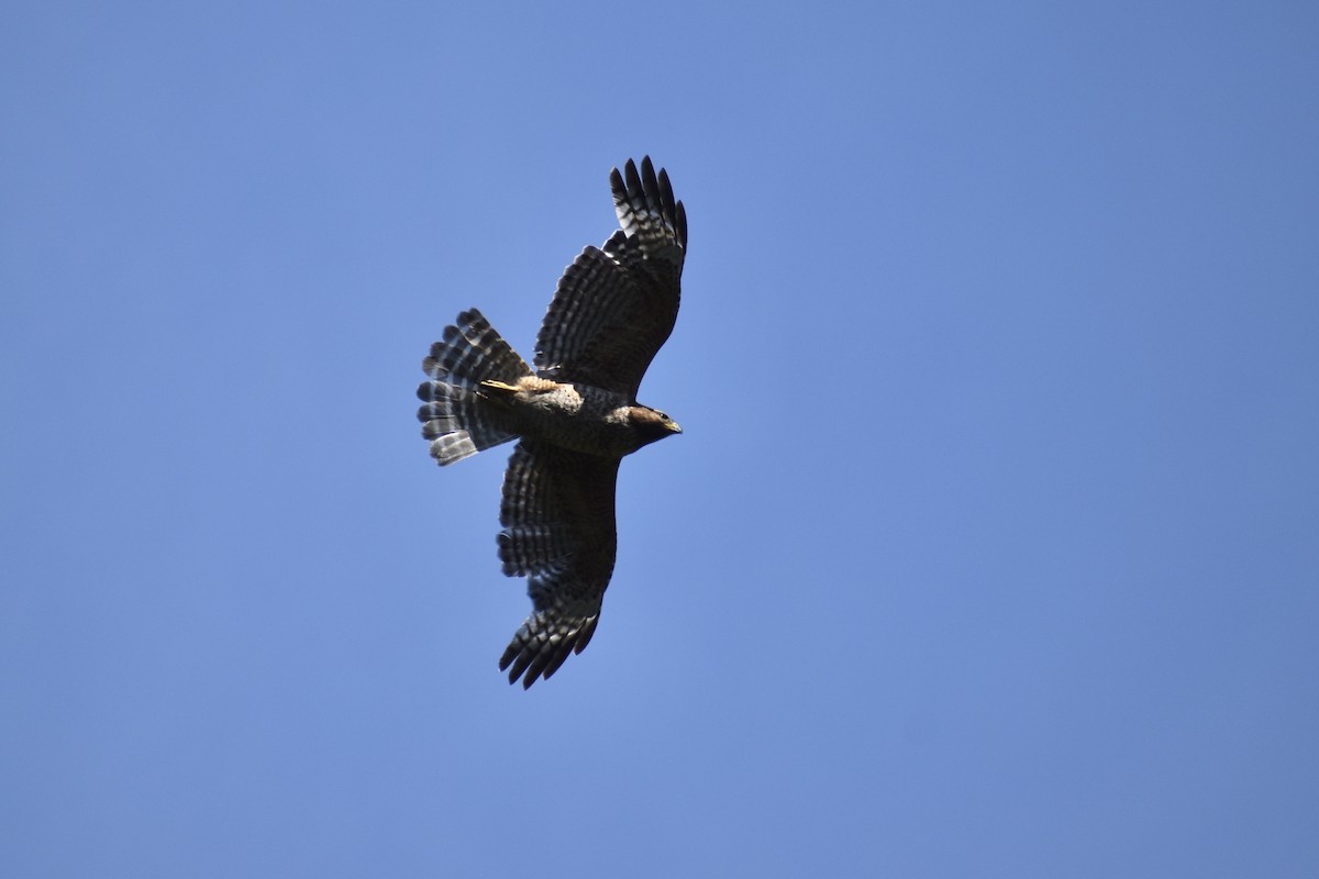 Red-shouldered Hawk - ML618298227