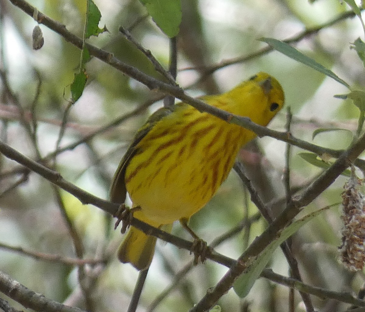 Yellow Warbler - ML618298231