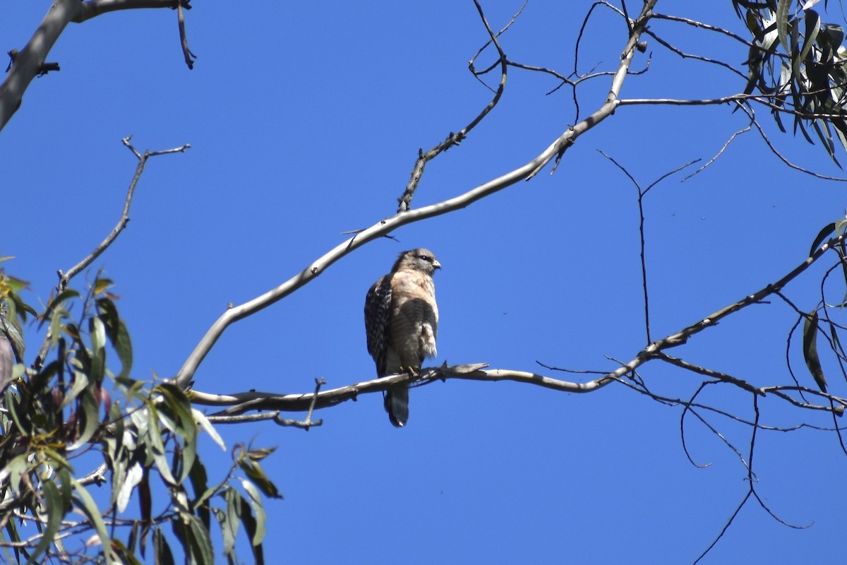 Red-shouldered Hawk - ML618298232