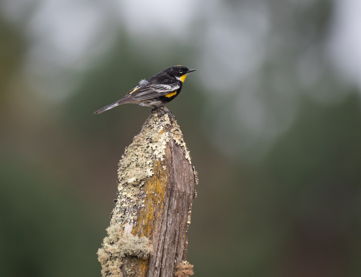 Yellow-rumped Warbler (Goldman's) - ML618298236