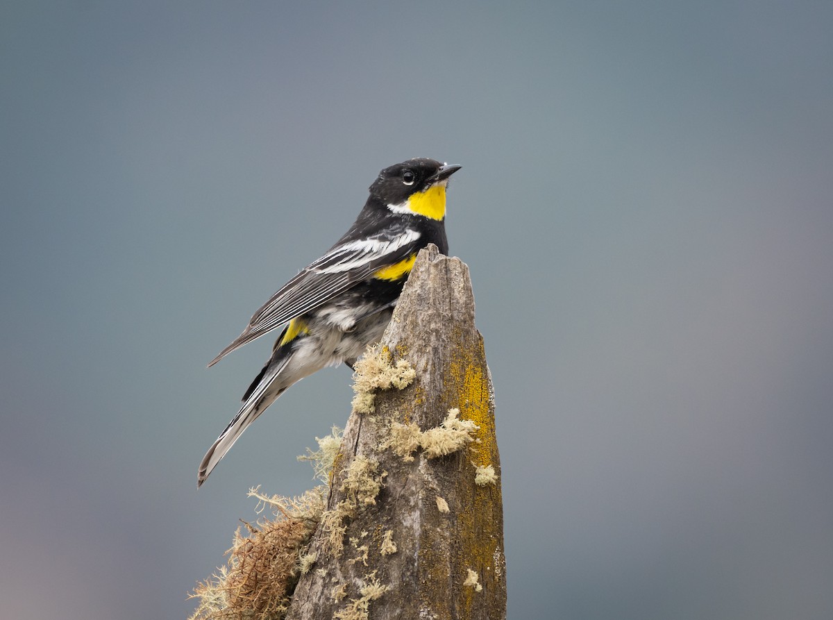 Yellow-rumped Warbler (Goldman's) - ML618298241