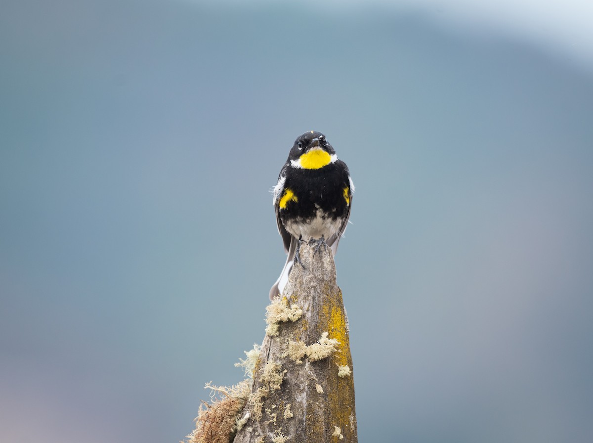 Yellow-rumped Warbler (Goldman's) - ML618298245