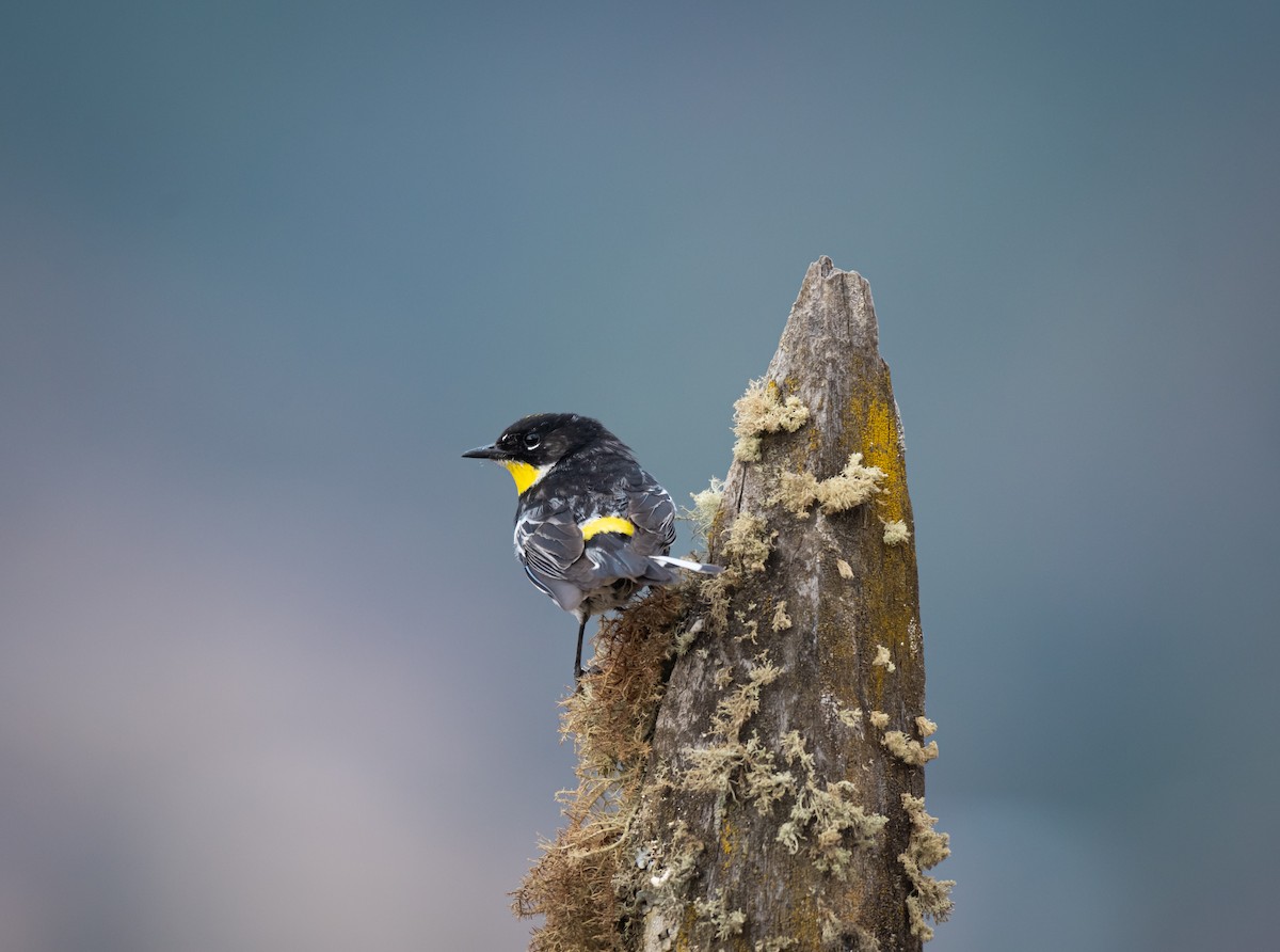 Yellow-rumped Warbler (Goldman's) - ML618298247