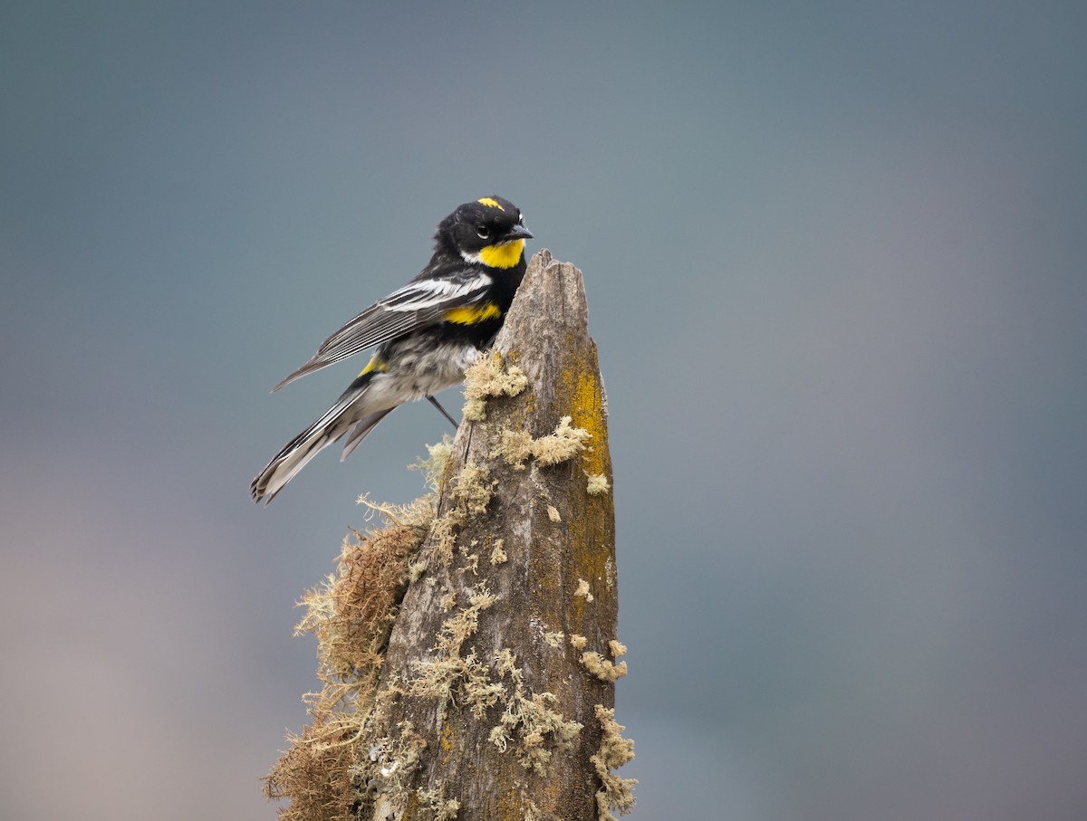 Yellow-rumped Warbler (Goldman's) - ML618298248