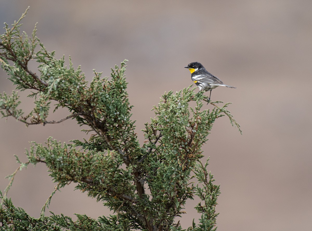 Yellow-rumped Warbler (Goldman's) - ML618298251