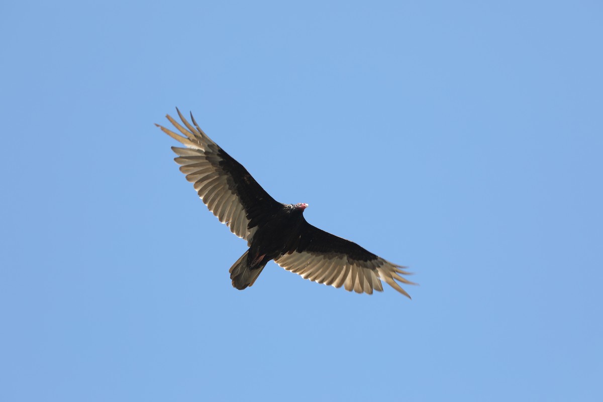 Turkey Vulture - Rohan van Twest