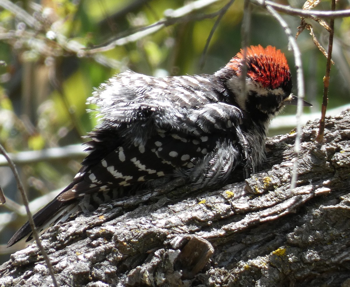 Nuttall's Woodpecker - Libby Patten