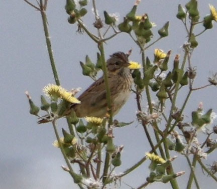 Lincoln's Sparrow - ML618298277