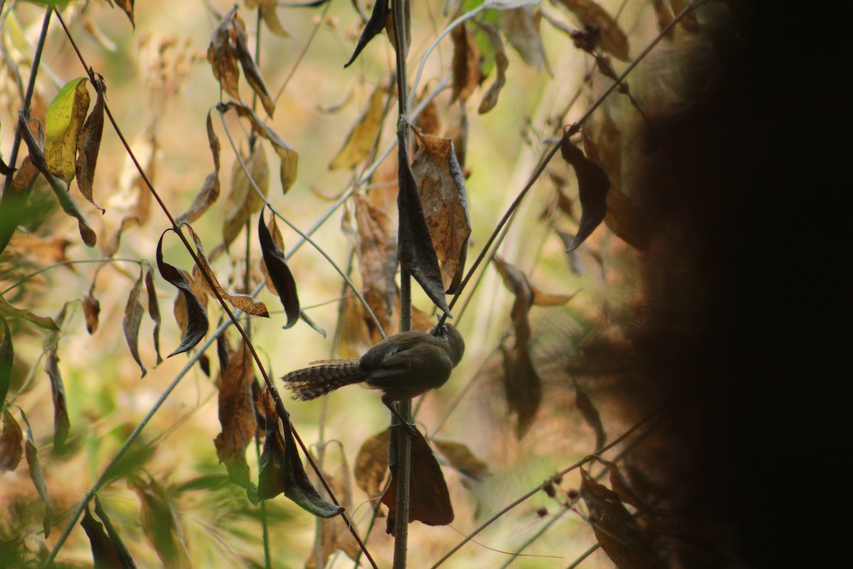 Happy Wren - ML618298280