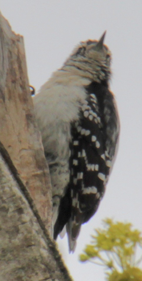Downy Woodpecker (Eastern) - ML618298288