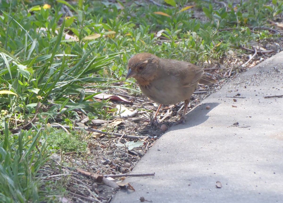 California Towhee - ML618298290