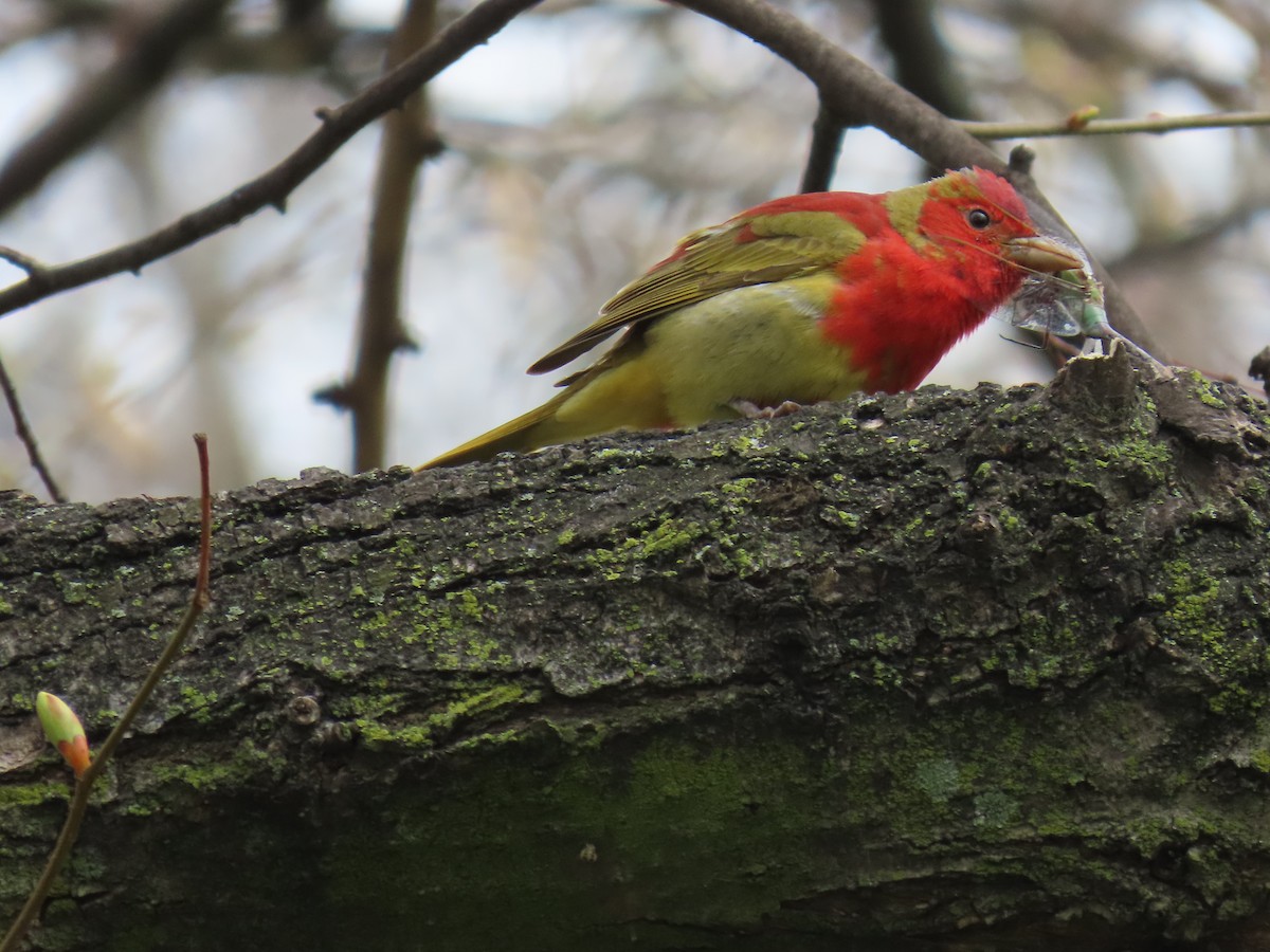 Summer Tanager - ML618298320