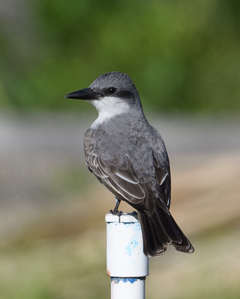 Gray Kingbird - ML618298330