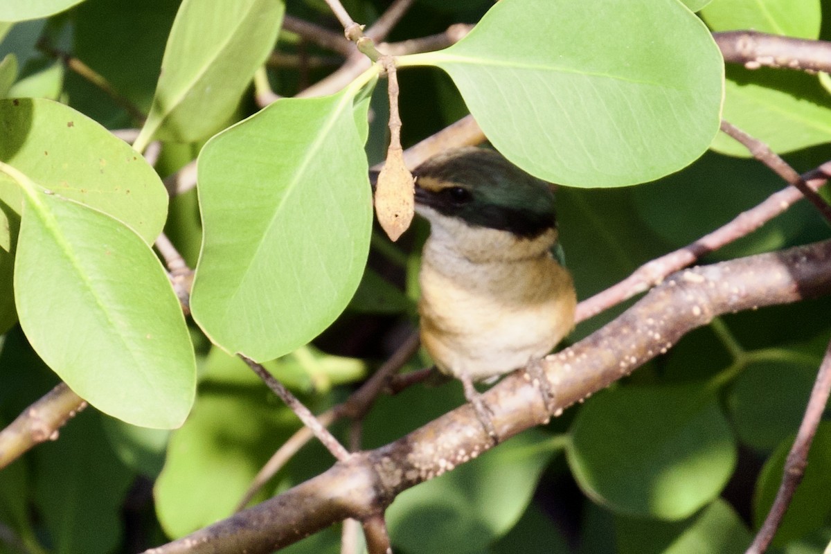 Sacred Kingfisher - ML618298333