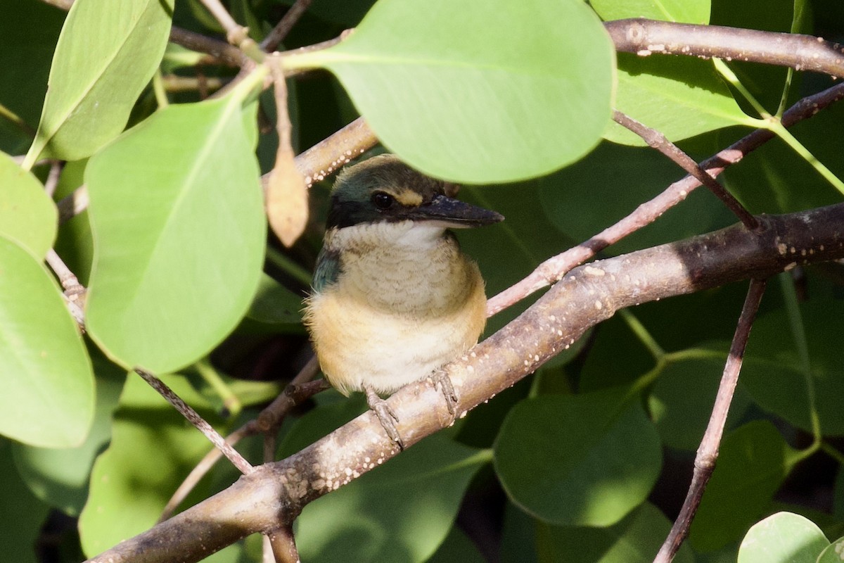 Sacred Kingfisher - ML618298335